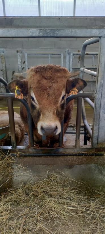 Taureaux à la station nationale d'évaluation raciale OS Aubrac à St Chély d'Aubrac dans l'Aveyron