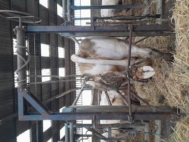 Une fois la vache installée dans la cage, une ficelle est passée derrière la vache le temps d'installer la barre arrière. La vache est bloquée. Pour lever le pied arrière, il suffira d'utiliser le treuil.