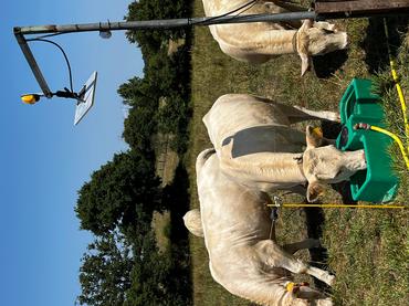 Grâce à une antenne de lecture positionnée à proximité de l’abreuvoir au pré, la ferme de Jalogny, en Saône-et-Loire, a pu suivre la fréquentation des animaux au point d’abreuvement et recouper les données avec la température et la pluviométrie.