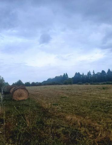 bale grazing balle foin prairie pâturage