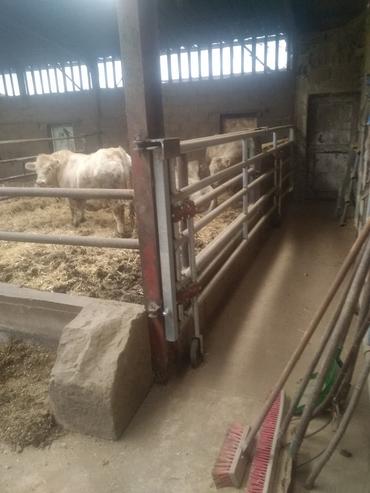 <em class="placeholder">Élevage bovins viande : « nous avons conçu notre contention en 3D »</em>