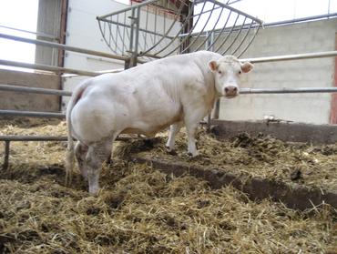 taureau charolais étable
