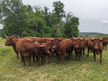 <em class="placeholder">vaches salers au pré</em>