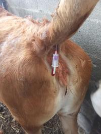 test de gestation sur le sang vache