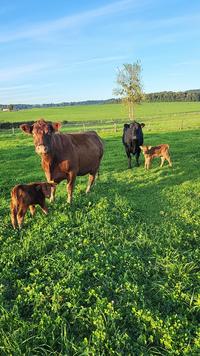 <em class="placeholder">vaches Angus avec leurs veaux dans une prairie</em>