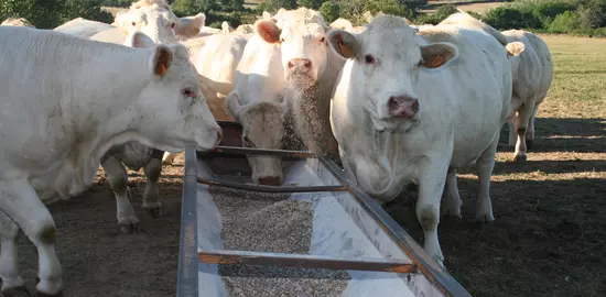 vaches charolaises à l'engraissement au pré avec auge