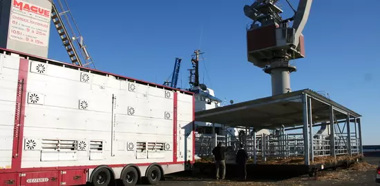 Les bétaillères arrivent directement sur les quais du port de Sète et déchargent les lots dans des quais de chargement mobile lesquels comportent également une rampe d’accès mobile pour les faire monter dans le navire.  © F. d'Alteroche