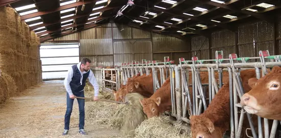 Elevage bovins viande : mieux s'organiser pour mieux vivre au travail