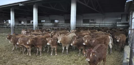 broutards limousins engraissés en Espagne