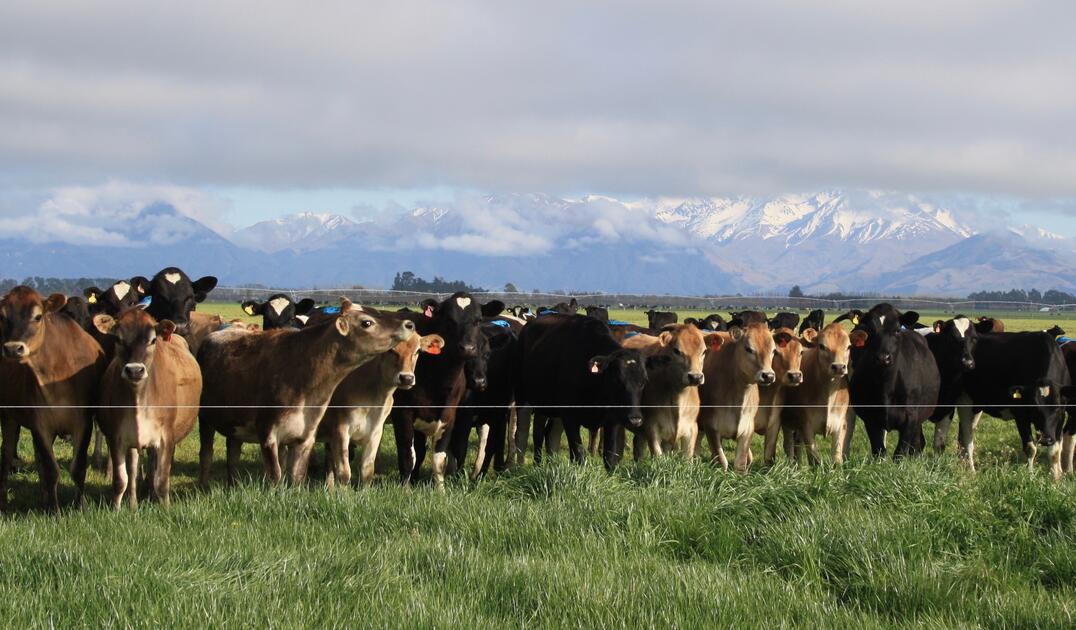 [Viande bovine] L'accord avec la NouvelleZélande s'ajoute à la liste