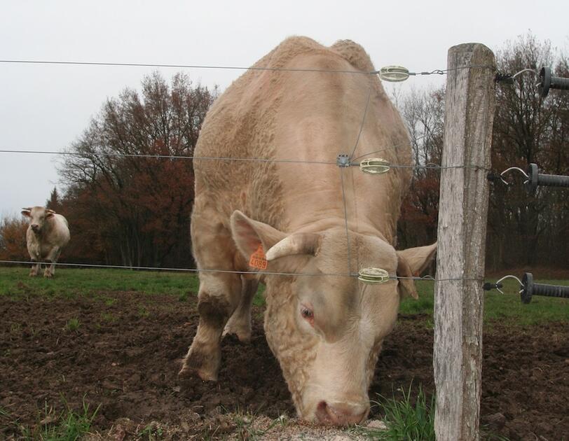 Fil barbelé, clôture barbelé pour vache - Côté Clôture