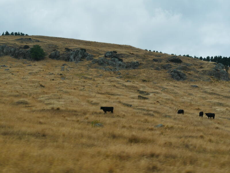 En NouvelleZélande, bovins viande et ovins sont complémentaires