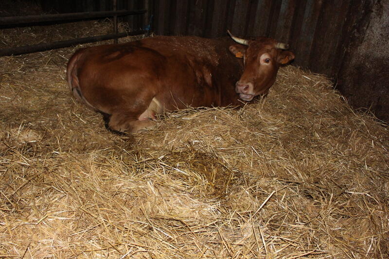 Vêlage pourquoi et comment se déclenchetil ? Réussir bovins viande