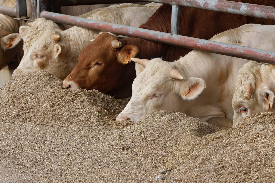Viande bovine : la baisse de production devrait ralentir en 2024