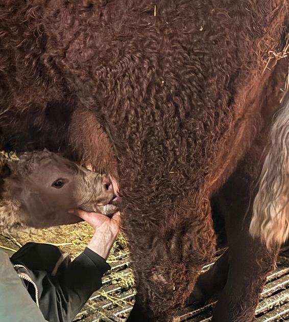 BVD Outbreak in Cattle Farm: €80,000 Losses and Vaccination Debate