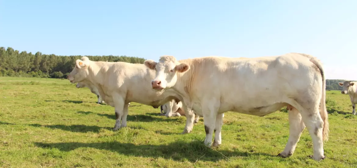 vaches charolaises au pré