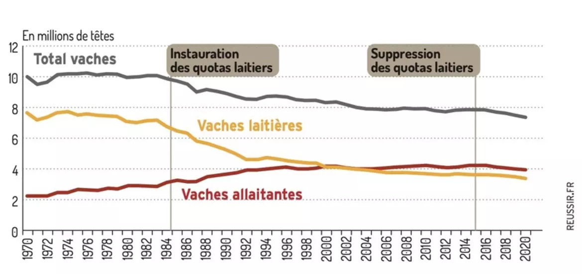 Bovins viande : vers un retour aux faibles effectifs des années 1980 ?