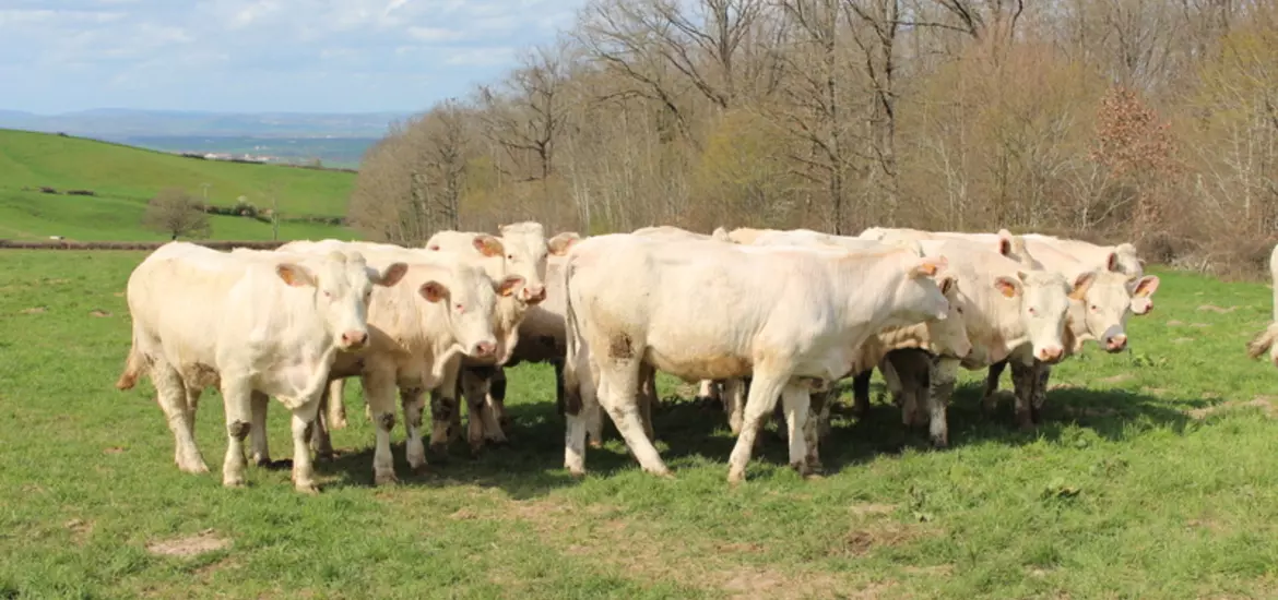 L'élevage est sur l'un des points les plus hauts du Charolais et de nombreuses sources affleurent dans les prairies. 