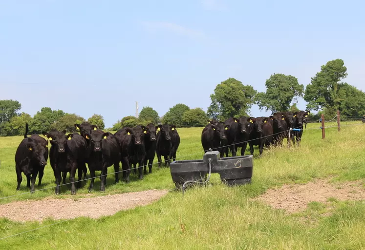 L’éleveur saisit une fois par semaine ses données d’estimation de la biomasse présente dans chaque parcelle sur l’appli PastureBase. © S. Bourgeois