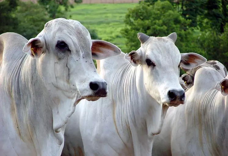 Viande bovine : "Le contexte politique avec le Brésil change"
