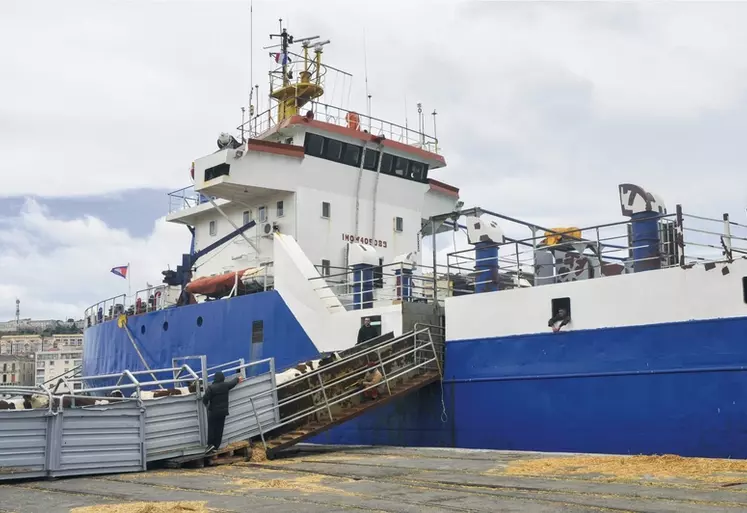 Elevage bovin laitier. bovins lait. export. chargement de génisses laitières au départ du port de Sète à destination de l'Algérie. transport maritime d'animaux vivants ...