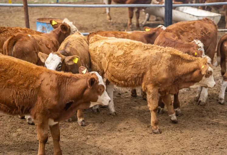 Au Mexique, la filière viande bovine poursuit sa lancée