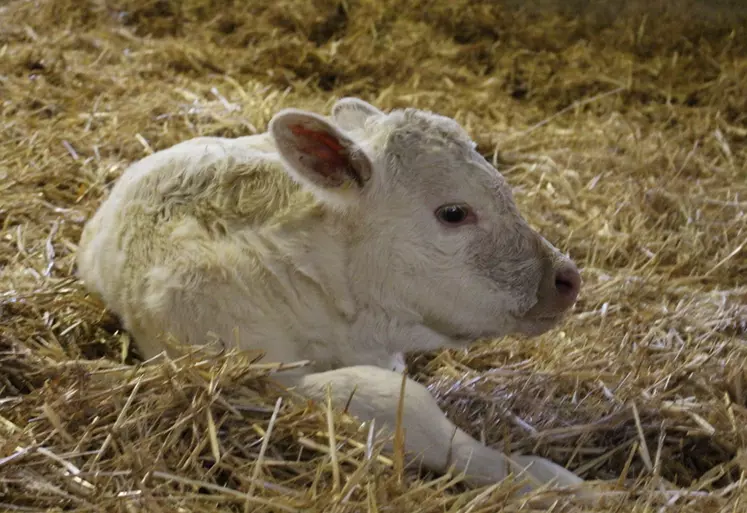 veau nouveau-né de race Charolaise, élevage situé dans la Meuse