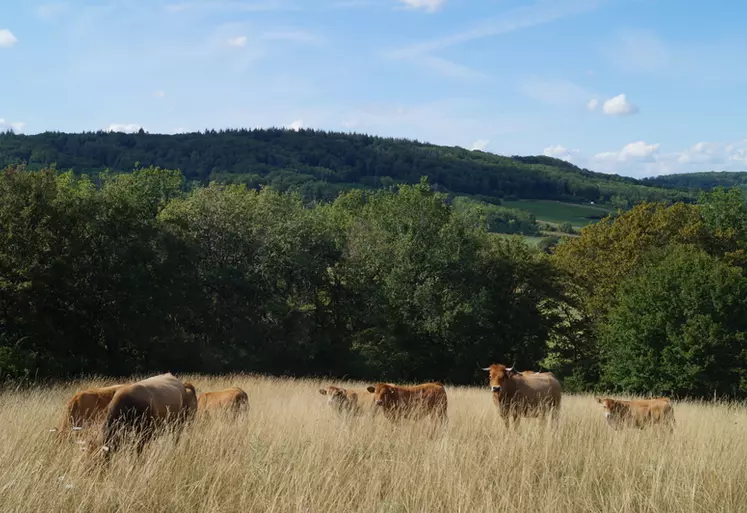 Changement climatique : ils ont déjà un coup d'avance