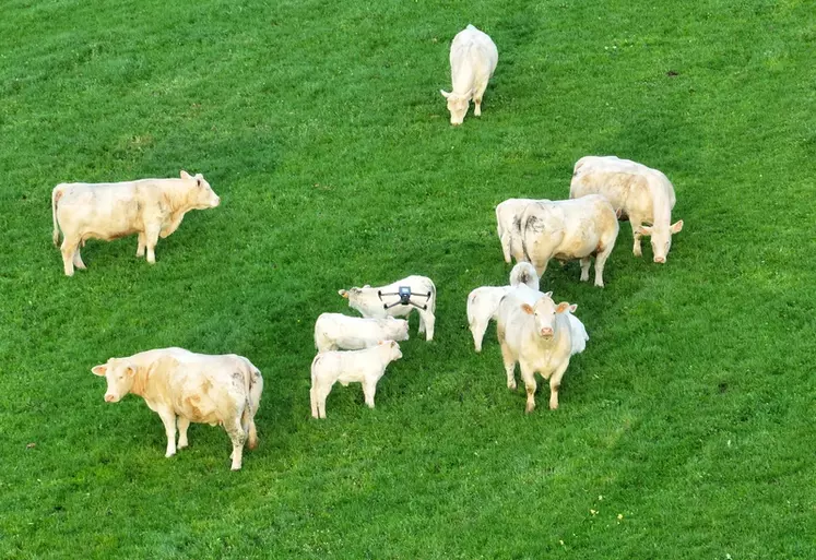vaches charolaise au pré vue drone