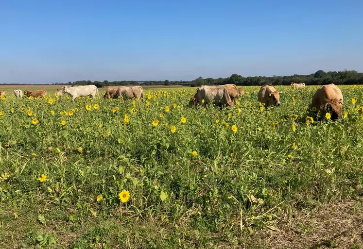 Vaches aubrac qui pâturent un couvert d'interculture sur une parcelle mise à disposition par un céréalier, en Charente.