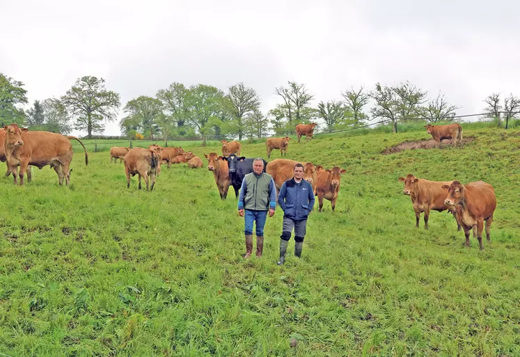 Benoit et Jean-Louis Théron, éleveurs bovins de limousines dans le Cantal, ont fait d'une pierre deux coup en clôturant le PTD avec les châtaigniers.