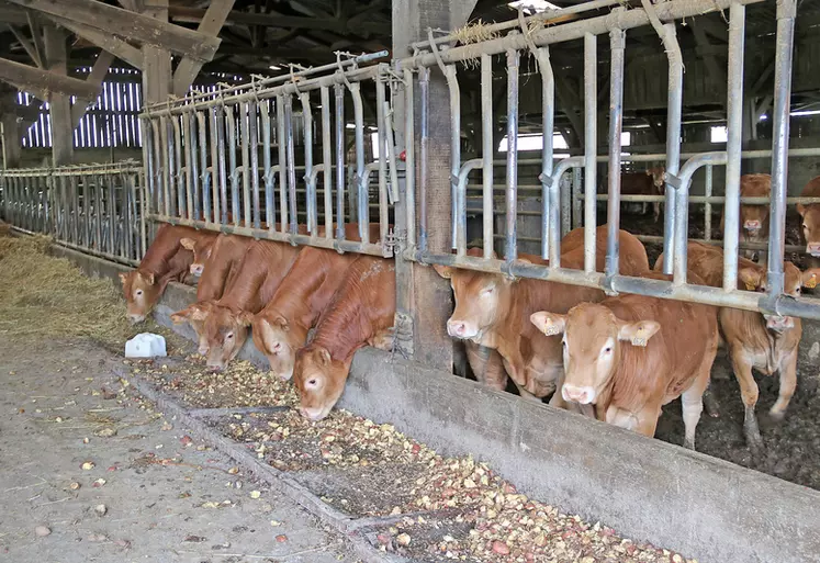 En 2023, les éleveurs de bovins viande du Gaec élevage Théron on distribué aux broutards limousins et aux vaches grasses 10 tonnes de légumes, qui auraient sinon été ...
