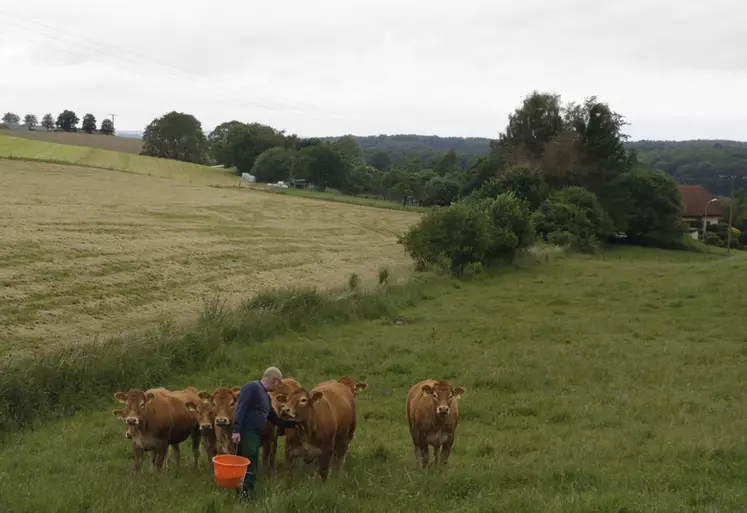 vaches limousines en Allemagne juin 2024