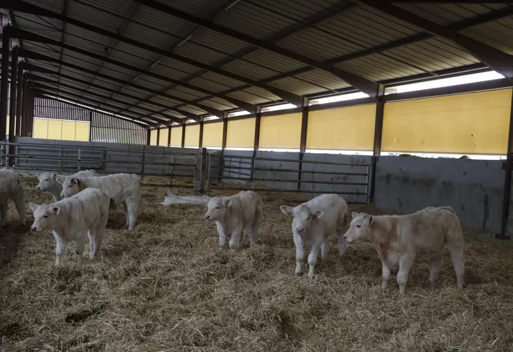 veaux charolais bâtiment