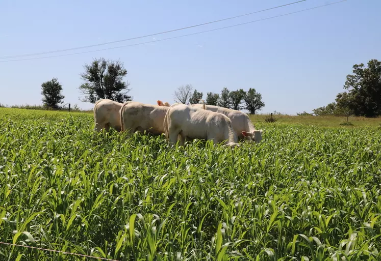 A la ferme expérimentale des Bordes, dans le cadre d'un essai, les génisses charolaises ont pâturé les sorghos 90 jours et enregistré des croissances autour de 700 ...