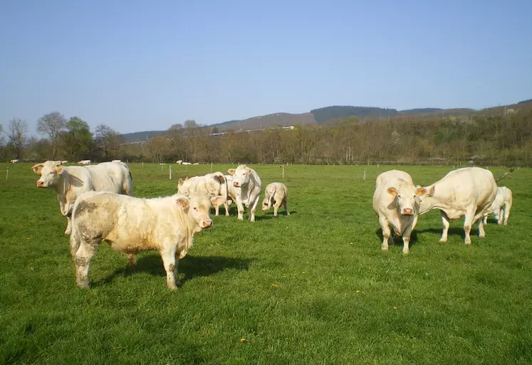 broutards charolais pâturage prairie