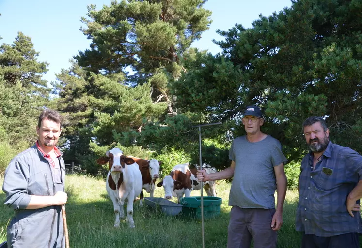 éleveurs vaches prairies