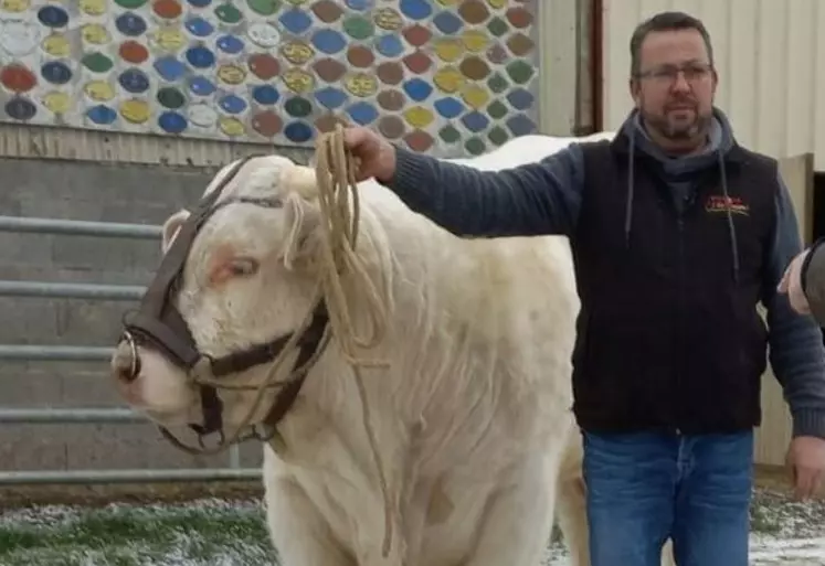 éleveur taureau charolais