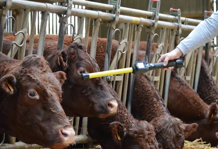 La lecture un à un en proximité nécessite la contention de l'animal. Un frein de taille pour les élevages allaitants. 