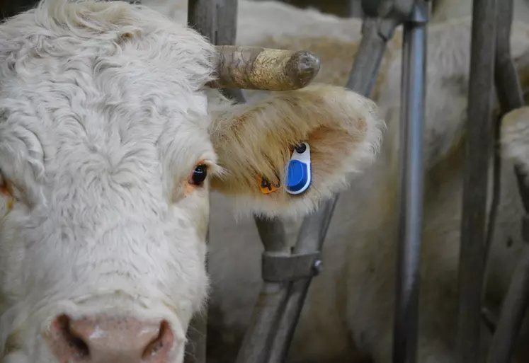 En fonction de l’offre choisie, l’utilisateur peut avoir accès à des alertes santé, qui prennent en compte les chutes brutales de l’activité, de l’ingestion et de ...