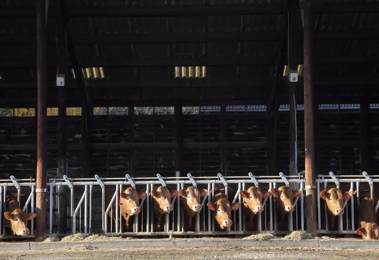 À la station de Lanaud, l'un des sites support de cet essai, quatre caméras ont été positionnées au-dessus de chaque case abritant six taurillons limousins âgés de 8 ...