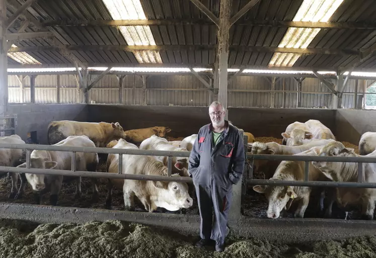 Atelier d'engraissement de jeunes bovins au Gaec des Landelles en Loire-Atlantique