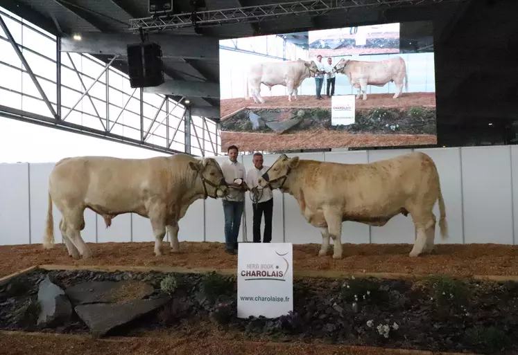 Guillaume Bajou (Hautes-Pyrénées) remporte le challenge élevage avec deux animaux charolais massifs qui présentent de très bonnes qualités de race.