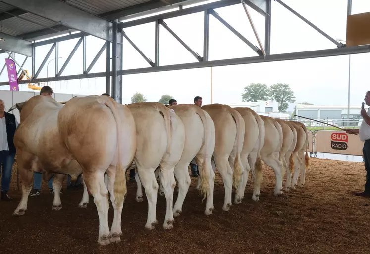 Des taureaux blonds d'Aquitaine se soumettent au regard des juges sur le ring des Pyrénéenes 2024 lors du concours de la race.