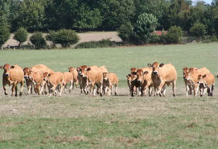 vaches parthenaises veaux prairie