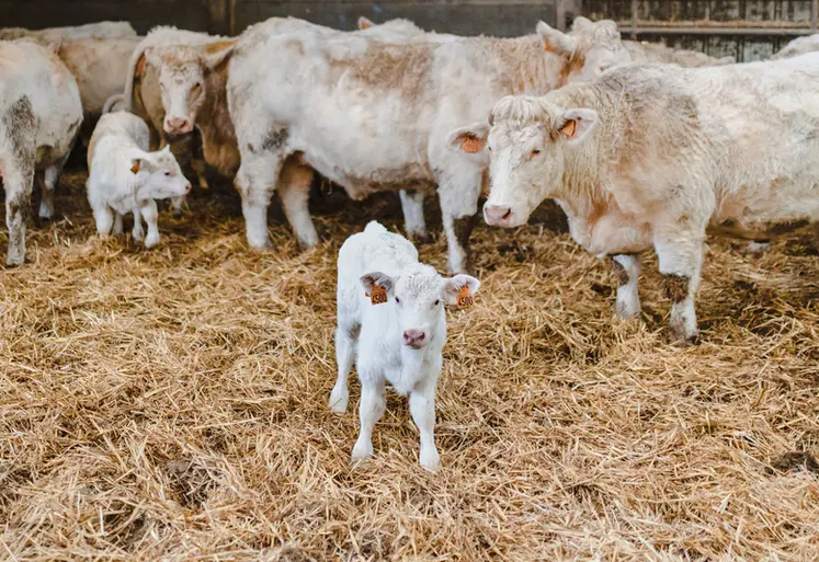 <em class="placeholder">vaches et veaux en race charolaise</em>