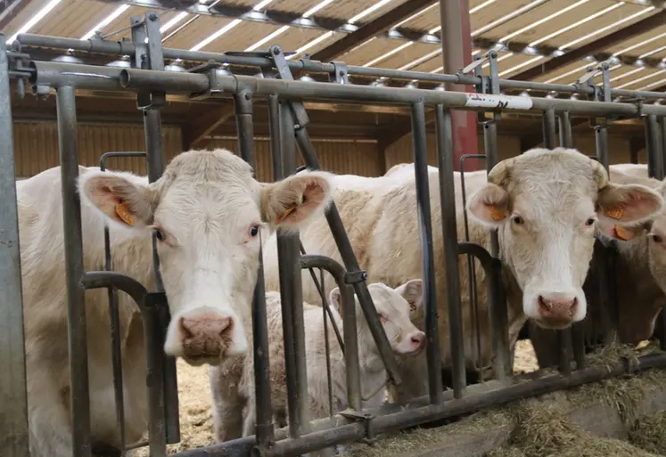 <em class="placeholder">Vaches charolaises au cornadis et veau</em>