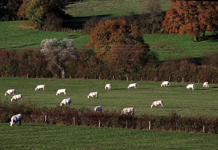 morvan vaches charolaises prairie