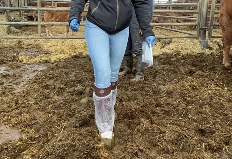 paratuberculose bovine prélèvement élevage pédichiffonnettes