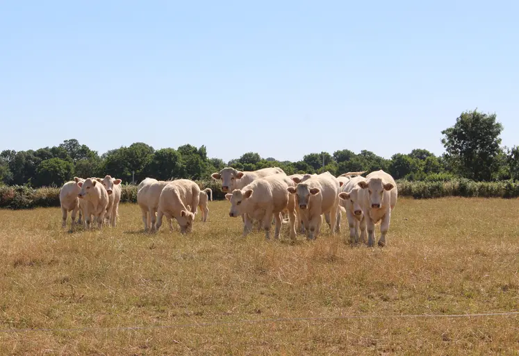 Troupeau charolais au pré en été en période de sécheresse